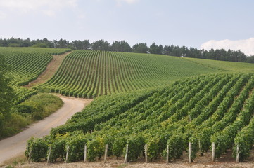 Fototapeta na wymiar French vinyard