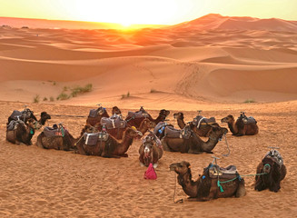 Camel caravan on a morning break at sunrise in  the dunes of the Sahara desert