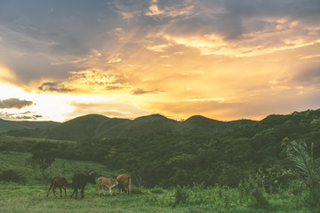 Fototapeta na wymiar Animals (cows) in a dense green forest during a colorful sunset in Brazil