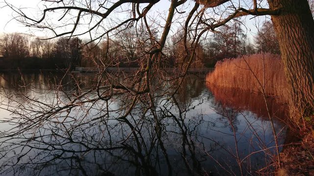Reeds at sunset near lake water with tree branches on foreground