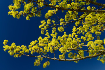 Yellow green flower clusters on branches of a Norway Maple tree in Spring in Toronto