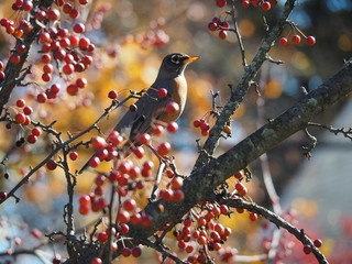 Red Robin On a Crab Apple Tree eating