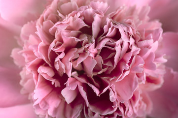 peony background, delicate petals macro shooting, top view