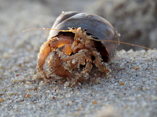 Hermit Crab on the sandy beach