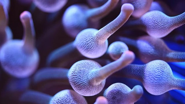 Sea anemone or sea flower underwater - Slow motion	