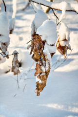 Dry leaves in the snow