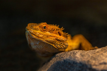 Bearded agama as a pet. Beautiful image of a lizard.