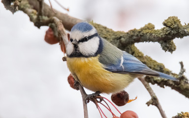 Obraz premium Blaumeise im Baum