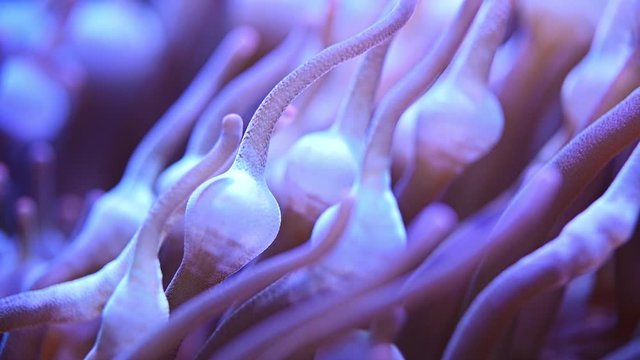 Sea anemone or sea flower underwater - Slow motion	