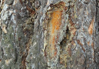pine bark closeup in the forest