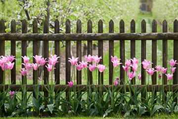 Pink tulips at garden fence in spring time
