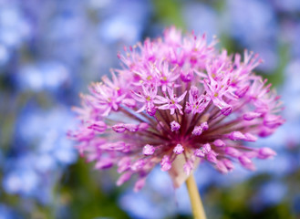 flowering Giant Onion (Alium Gigenteum) with forget-me-not in the background