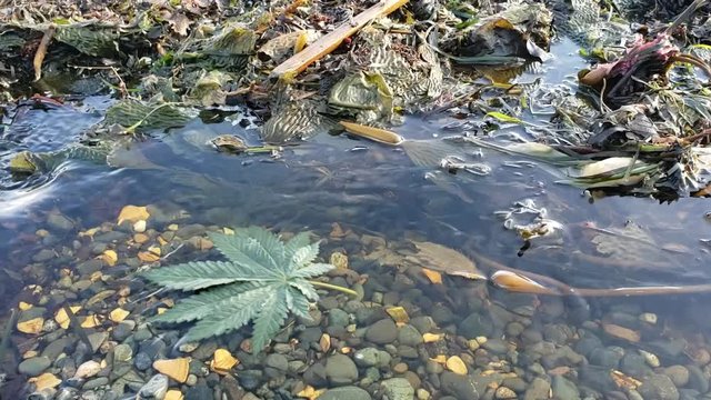 Cannabis Leaf Floating by Kelp