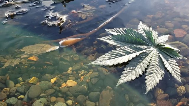 Still Cannabis Leaf Kelp Lens Flare
