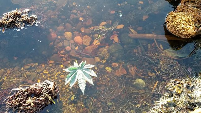 Swirling Cannabis Leaf in Seaweed Pool