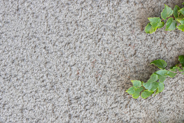 Green wall from plants. Background picture. Substrate.