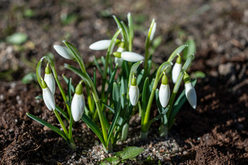 snowdrops in the garden during spring