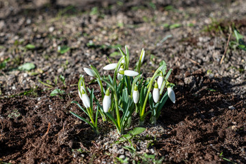 snowdrops in the garden during spring