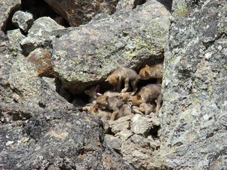 coyote puppy den