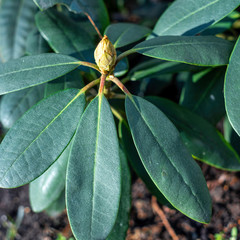 green leaves and bud of  rhododendron