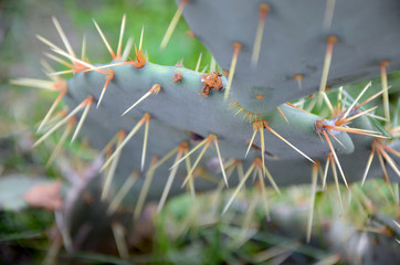 closeup of a cactus and thorns