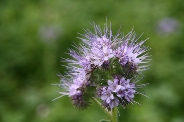 Phacelia - an organic fertilizer in closeup