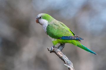 Parakeet perched on a branch of Calden , La Pampa, Patagonia, Argentina