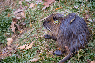 Wet Nutria also known as coypu (latin Myocastor Coypus) on the edge of river eating plants, with daisies on its back