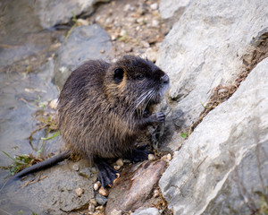 Nutria also known as coypu (latin Myocastor Coypus) on the edge of river, coming out of water.  Pictured sideways looking up rock cliff