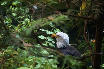 Bald Eagle