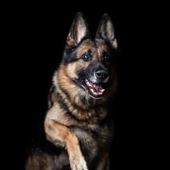 German shepherd shot in studio on a black background. A dog is a friend of man. Sabaka in flight
