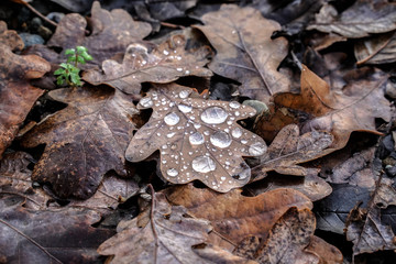 Gouttes d'eau sur feuille morte
