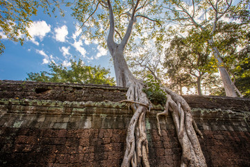 Banyan Tree Roots