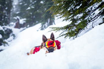 A German Shepherd dog wearing dog goggles and wearing red backpack running around in the snow while hiking with her owner on the snowy mountain