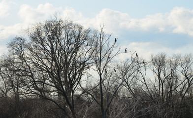 Zima 20 grudnia,woda, kormorany,  © zibi