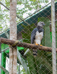 harpy trapped in a cage