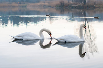 white swans on an autumn lake on a sunny day