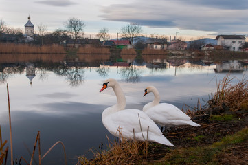 white swans on an autumn lake on a sunny day