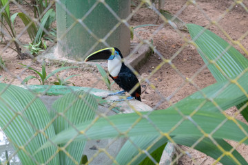 black beaked toucan stuck in cage