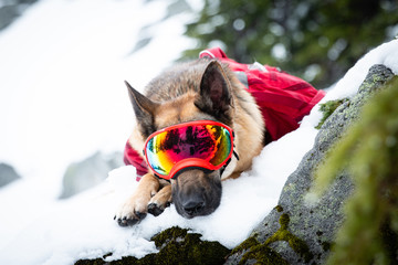 A German Shepherd dog wearing dog goggles and wearing red backpack running around in the snow while...