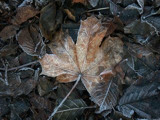 leaf in snow, sweden, sverige, stockholm, nacka