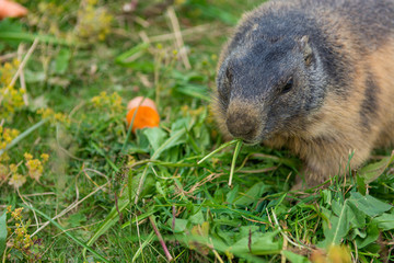 Portrait of wild marmot feeding on mountain meadow.
