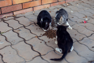Homeless kittens eating food on the street. Animal protection concept
