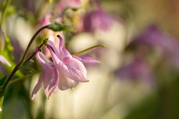 Blooming aquilegia in the garden close-up. Granny’s bonnet, columbine.Place for text.