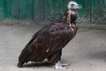Vulture at Askhania Nova, Kherson, Ukraine