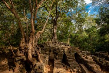 Fototapeta na wymiar Banyan Tree Growing on Stones
