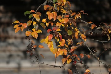 Autumn mountain forest village landscape. Mountain village in autumn. Mountain forest village in autumn. Autumn mountain village view