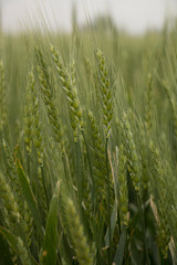 Field of Wheat