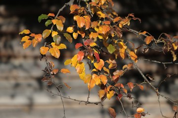 Autumn mountain forest village landscape. Mountain village in autumn. Mountain forest village in autumn. Autumn mountain village view