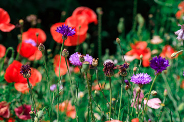 summer meadow with red poppies